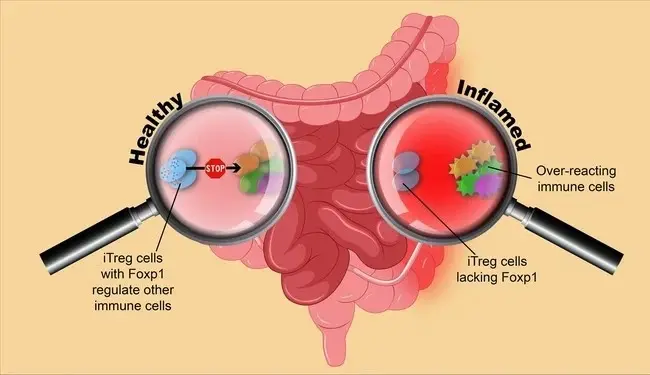 Stachyose can Detoxification effect Stachyose can Detoxification effect