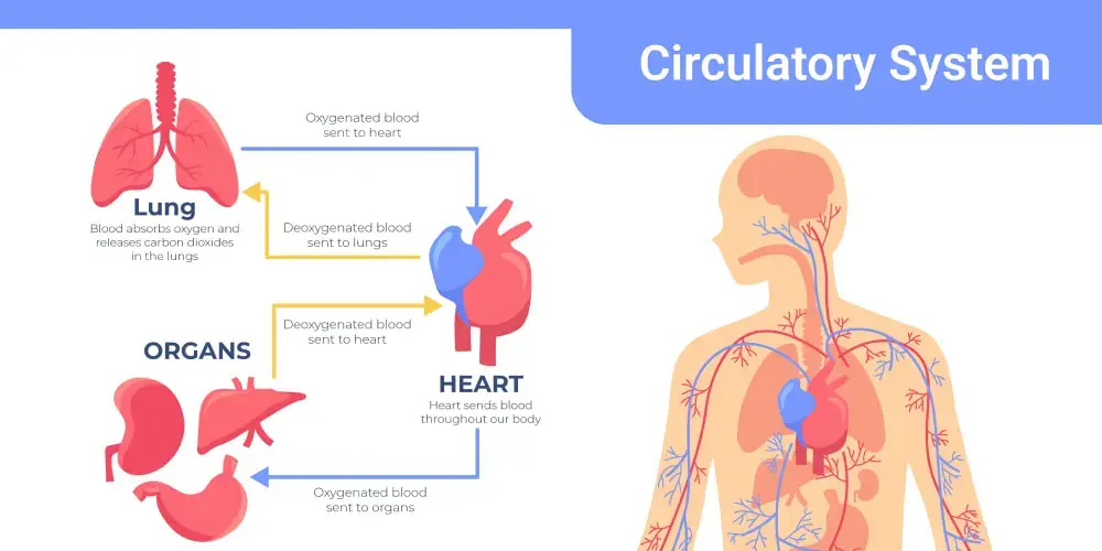 Rutin Improving Blood Circulation