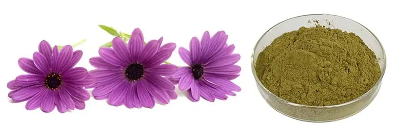Echinacea Purpurea Powder Echinacea Purpurea Powder