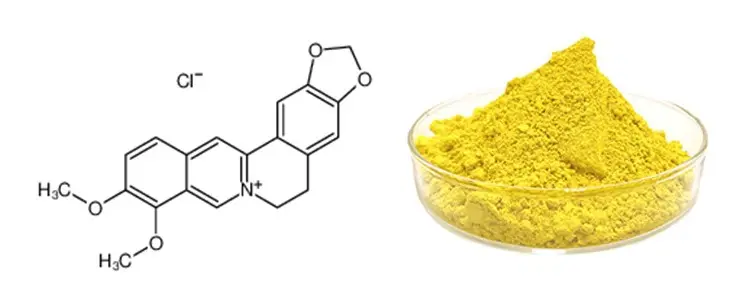 Coptis Chinensis Root Extract Coptis Chinensis Root Extract