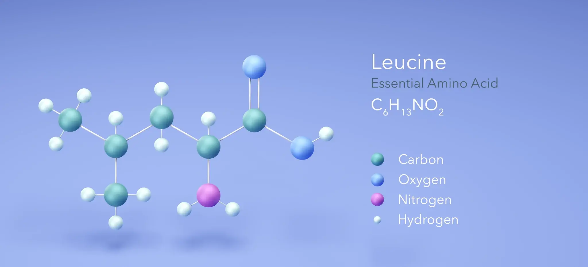 4 Impressive Benefits Of Leucine 4 Impressive Benefits Of Leucine