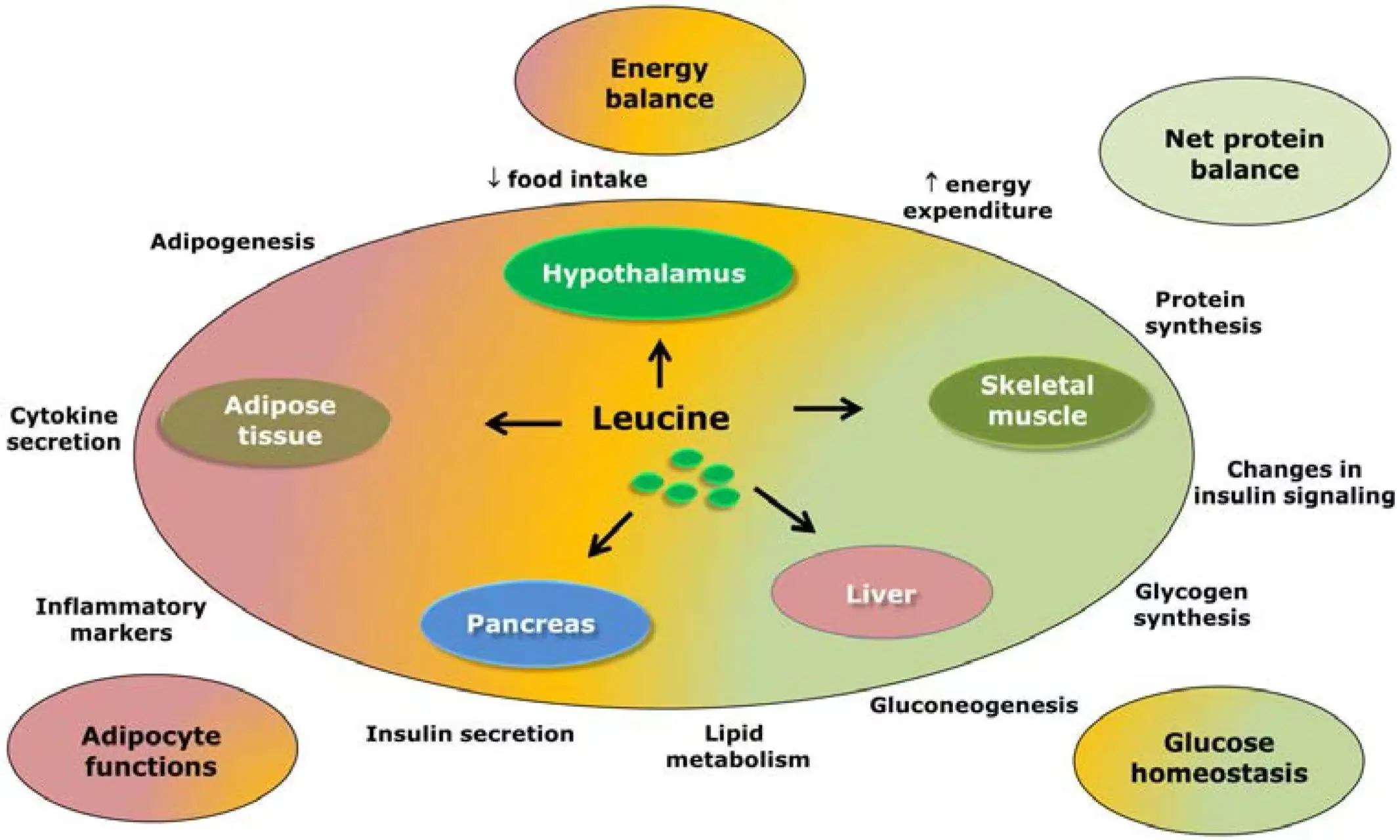 Effects of l-Leucine Supplement Effects of l-Leucine Supplement