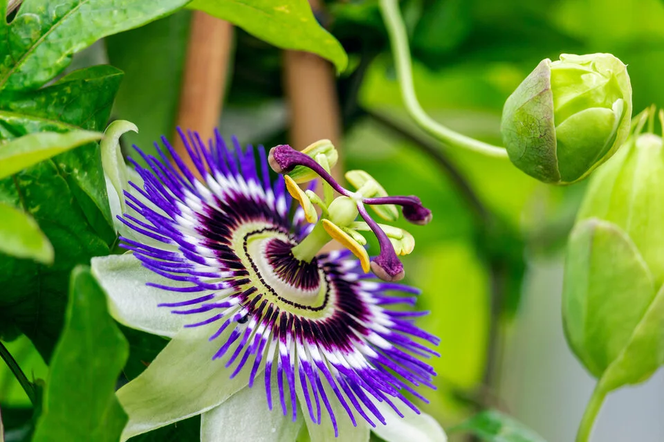 Passion Flower Extract That Target Hyperpigmentation Passion Flower Extract That Target Hyperpigmentation