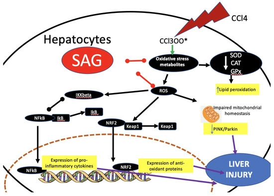 S-Acetyl-Glutathione Combat Oxidative Stress S-Acetyl-Glutathione Combat Oxidative Stress