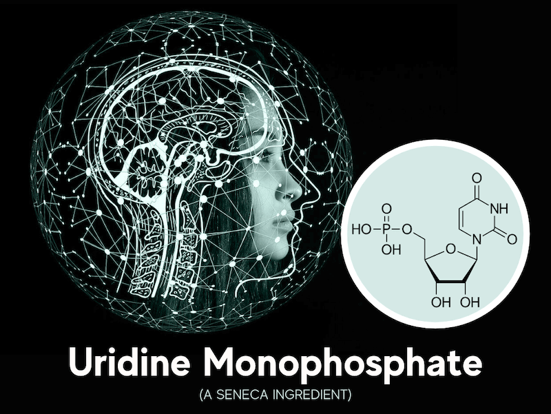 Uridine Monophosphate for brain