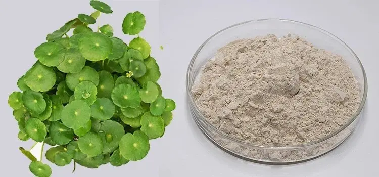 Centella Asiatica Extract Powder 