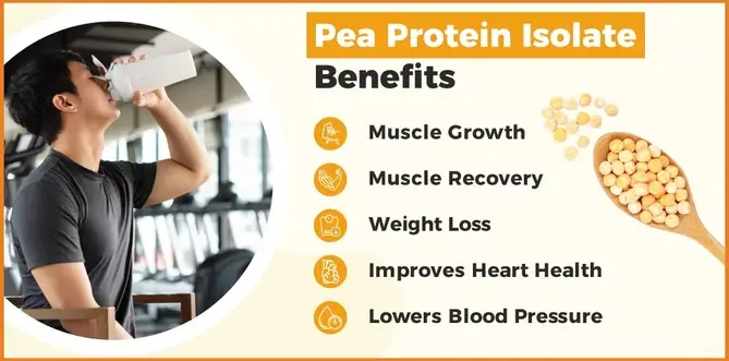 organic pea protein powder benefits