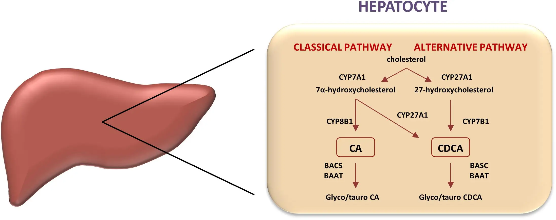 Ursodeoxycholic acid for liver Ursodeoxycholic acid for liver