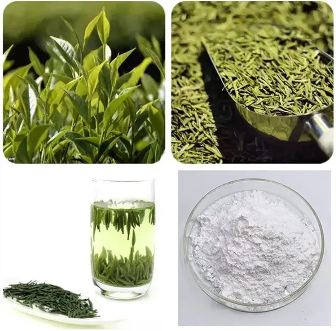 Tea Extract Powder