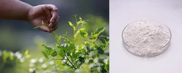 Vine tea extract Vine tea extract