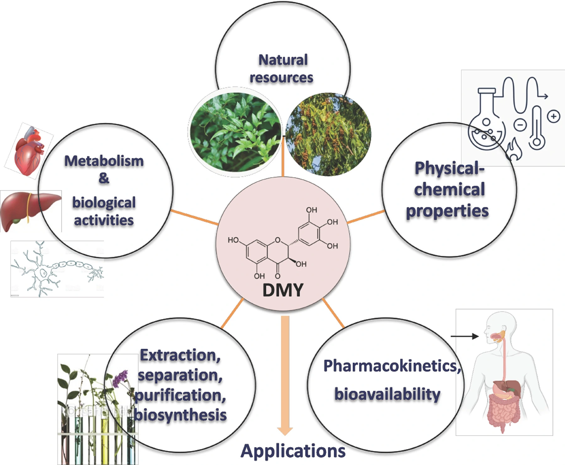 dihydromyricetin benefits