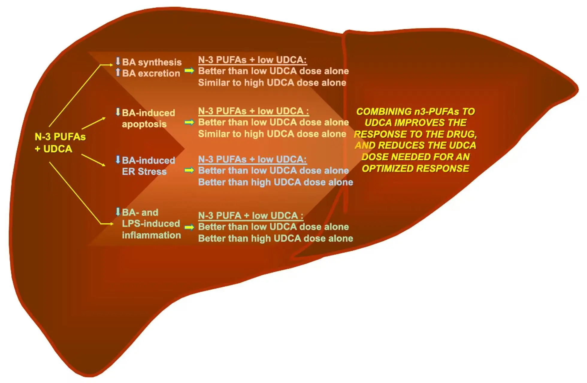 Ursodeoxycholic  Acid For Liver