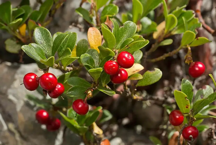bearberry