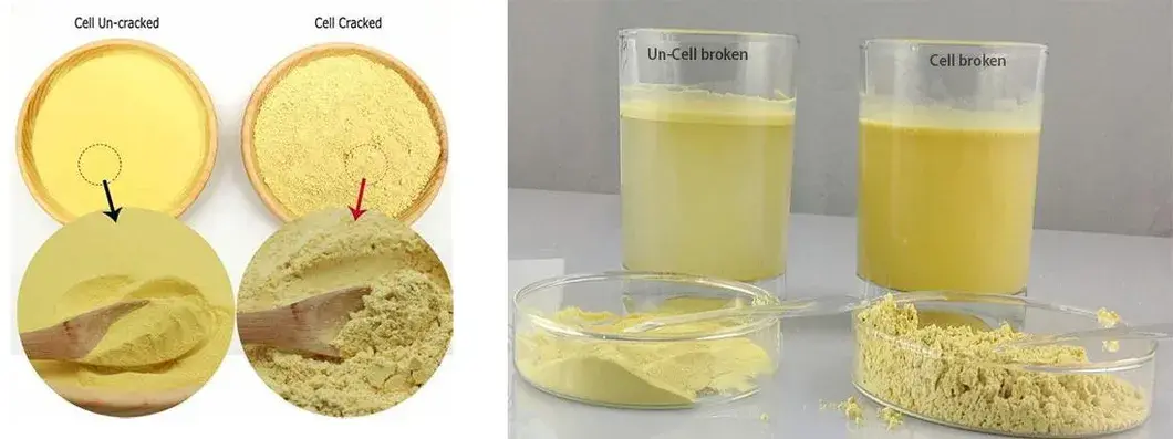 Top Quality Pine Pollen Powder/ Shell-Broken Pine Pollen Powder - Pine Pollen, Pine Pollen Powder Top Quality Pine Pollen Powder/ Shell-Broken Pine Pollen Powder - Pine Pollen, Pine Pollen Powder
