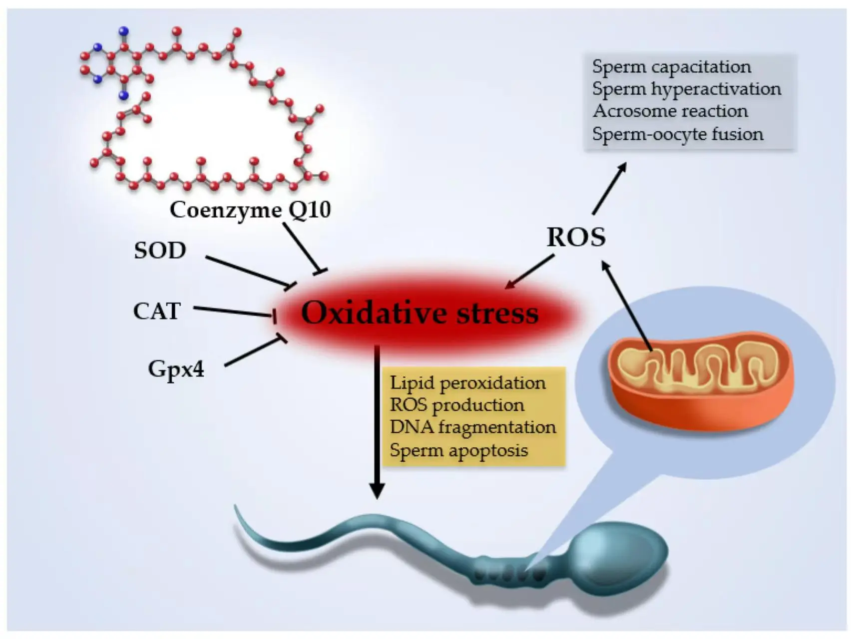 Coenzyme Q10 and Male Infertility
