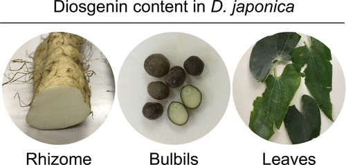 Diosgenin in Dioscorea japonica Diosgenin in Dioscorea japonica