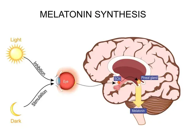 Melatonin in Circadian Rhythm Regulation