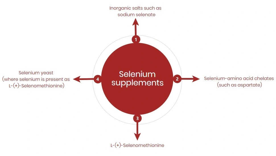 Selenium supplements: Relative bioavailability - Selenium supplements: Relative bioavailability -