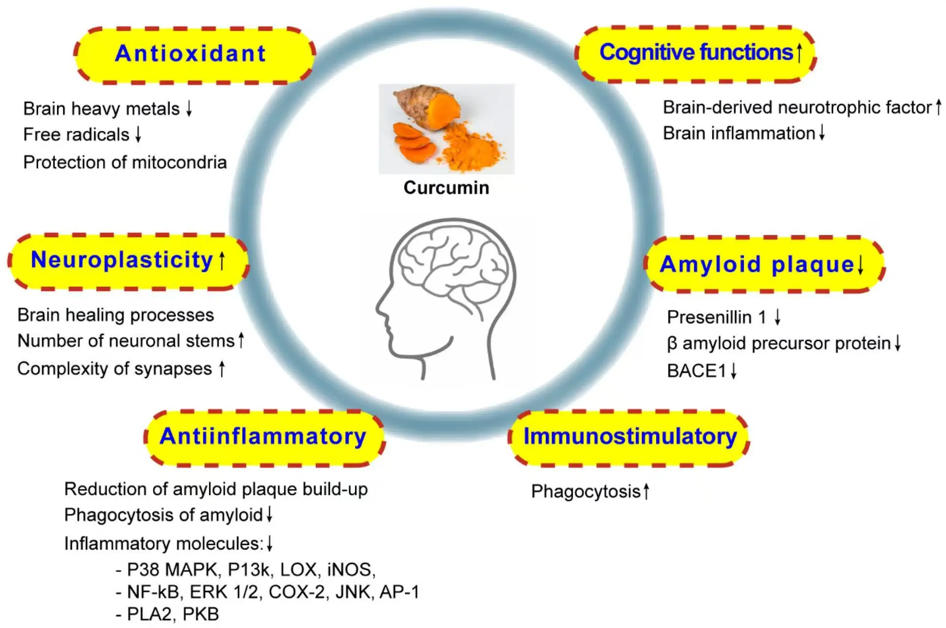 Curcumin 95 Powder's Neuroprotective Curcumin 95 Powder's Neuroprotective