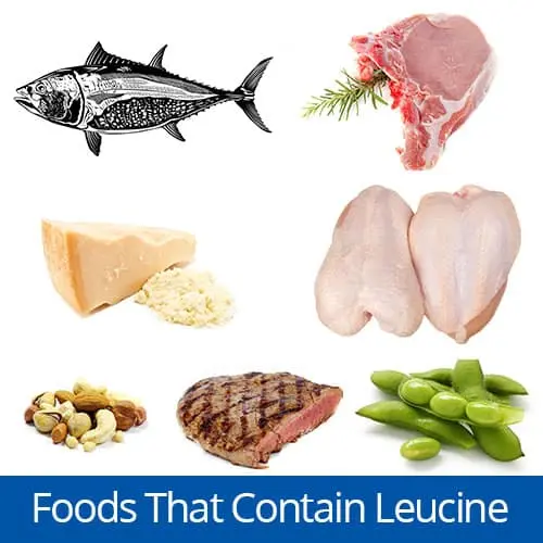 Food Is High In Leucine Food Is High In Leucine