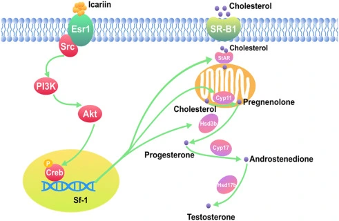 Icariin promotes testosterone Icariin promotes testosterone