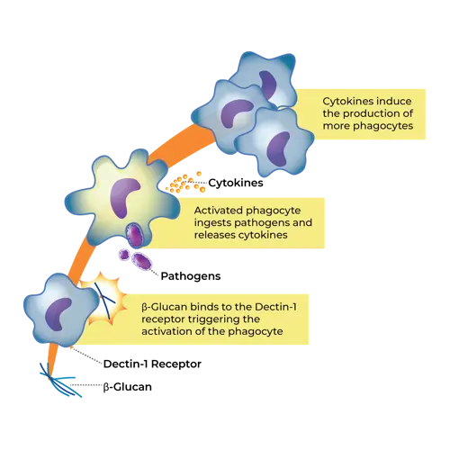 Yeast Beta-Glucan for Immune System Support Yeast Beta-Glucan for Immune System Support