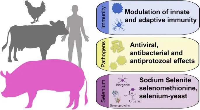 The health benefits of selenium yeast The health benefits of selenium yeast