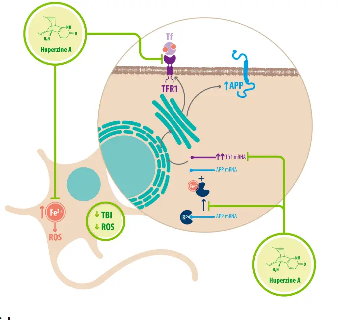 Huperzine A Benefits