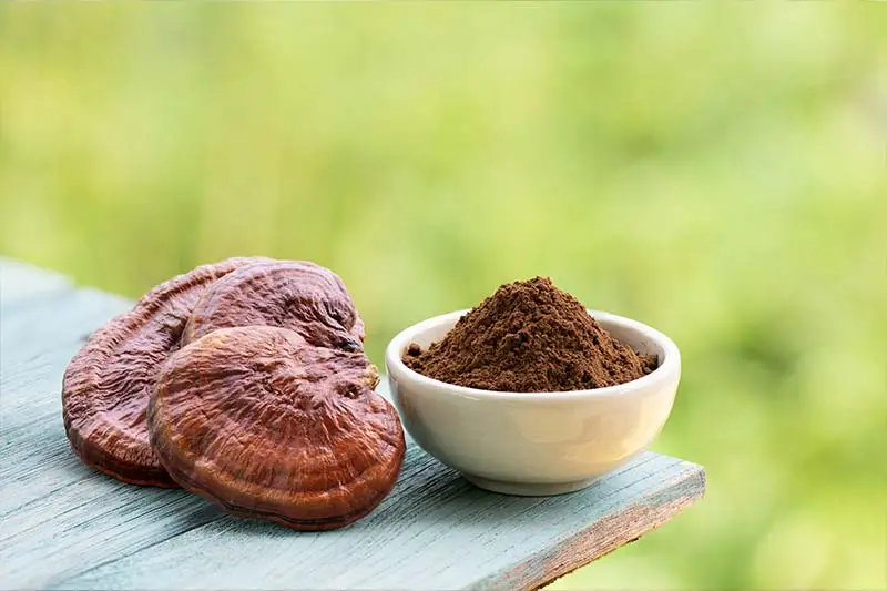 Reishi mushroom powder