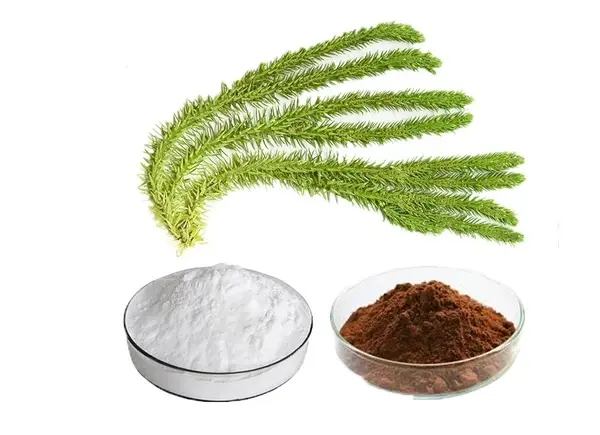 huperzia serrata extract huperzia serrata extract