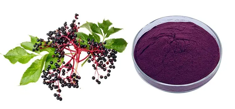 Elderberry Fruit Extract