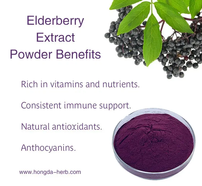 Elderberry Fruit Extract Benefits Elderberry Fruit Extract Benefits