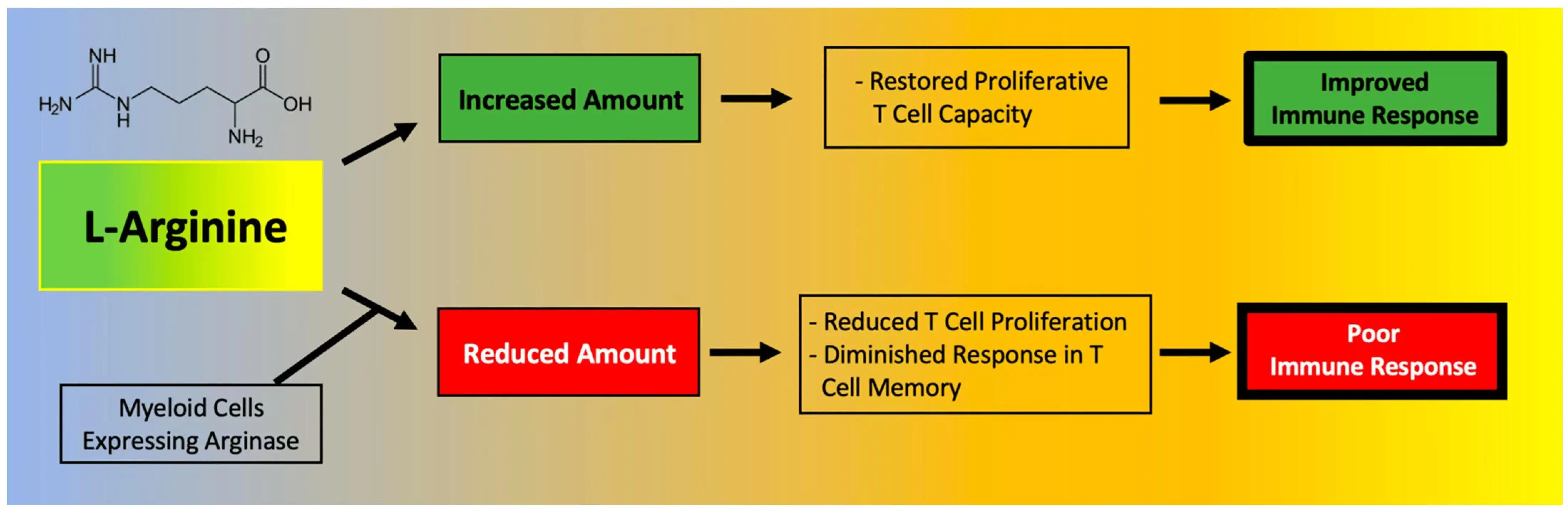  l-Arginine Help Regulate Immunity