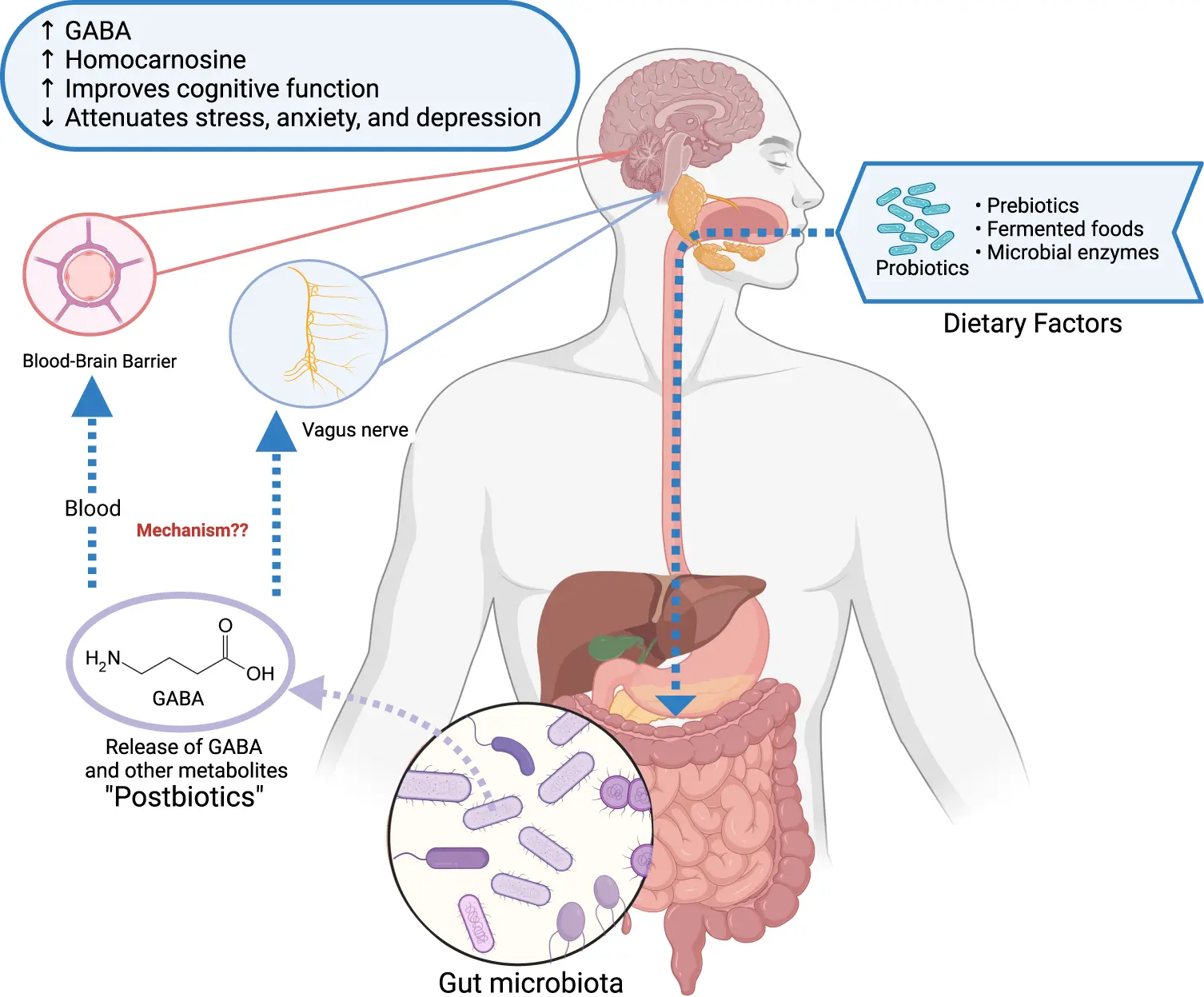 Gamma-aminobutyric acid Benefits Gamma-aminobutyric acid Benefits