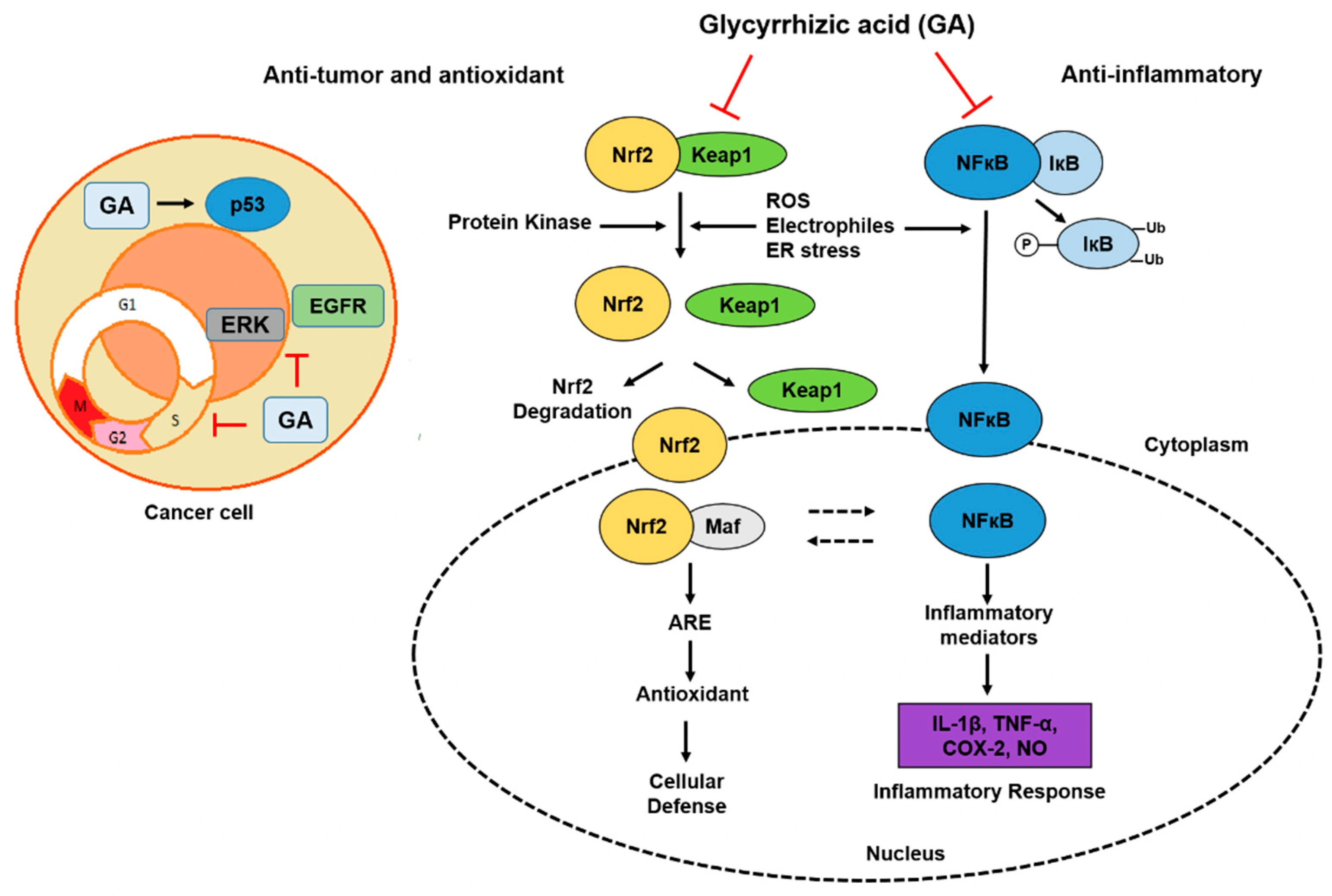 Antioxidant impact of glycyrrhizic acid