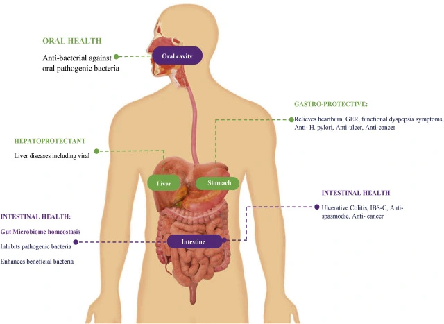   ​Glycyrrhizic and intestines