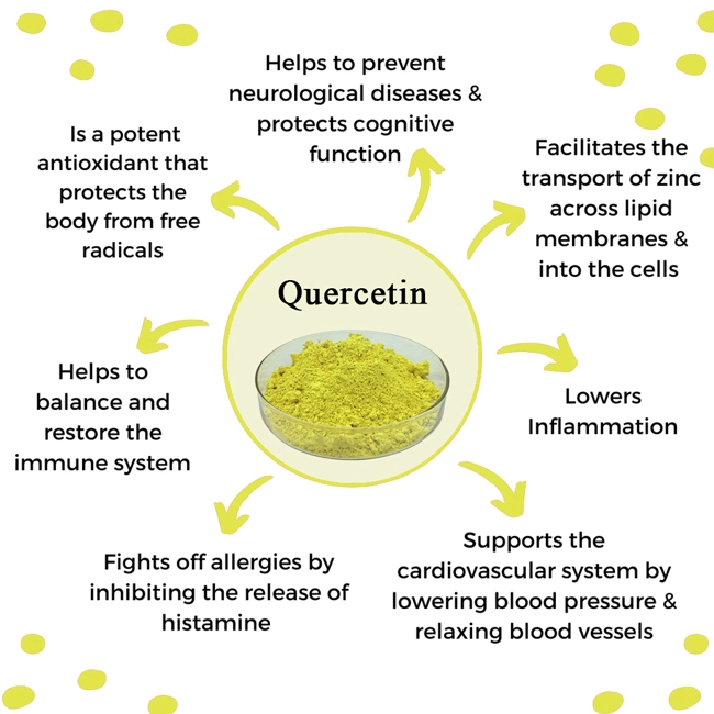 Sophora Japonica Extract Powder Quercetin Benefits