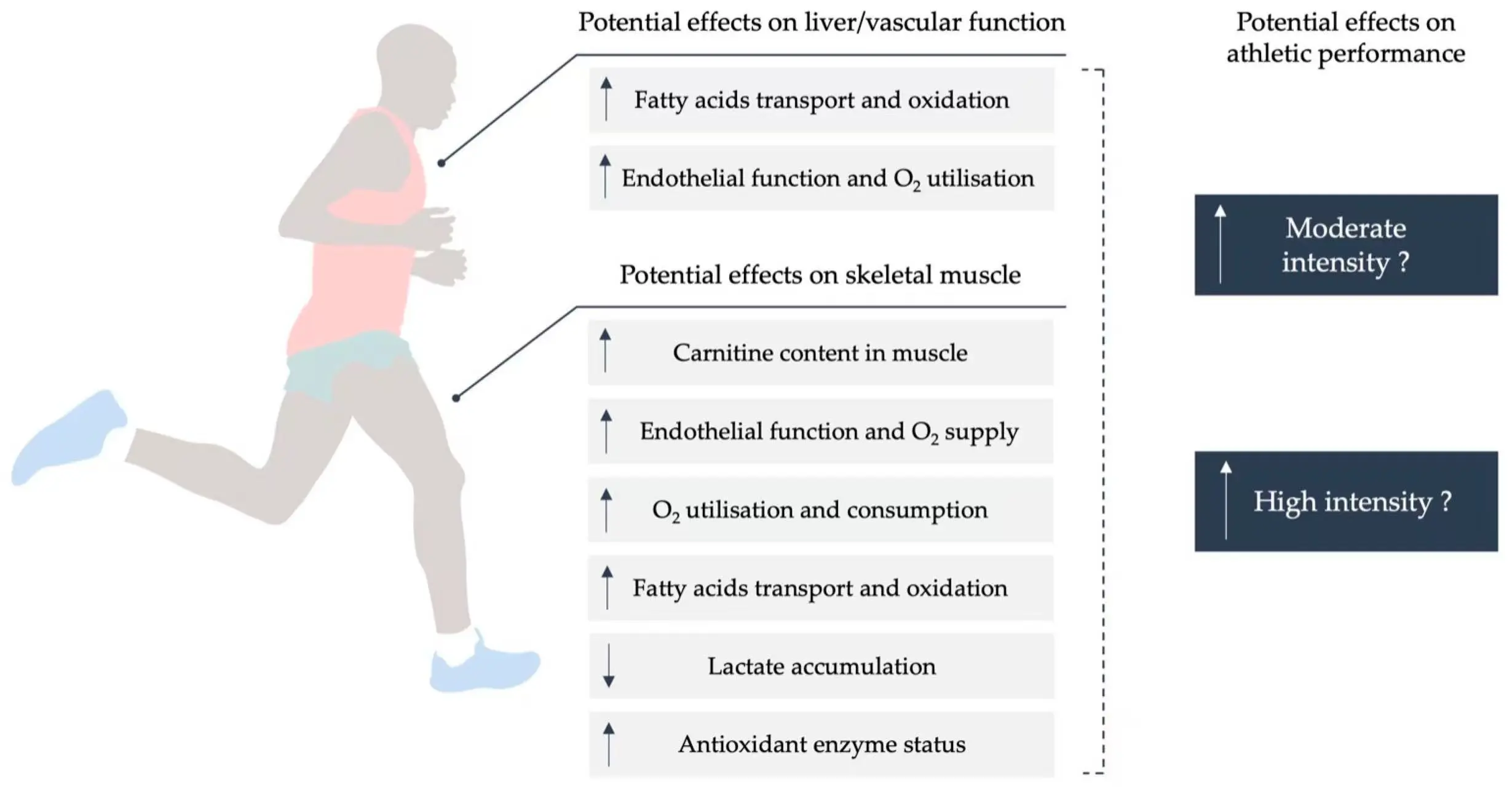 l-Carnitine for exercise l-Carnitine for exercise