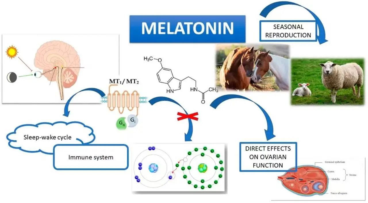 Animals Source of Melatonin Animals Source of Melatonin
