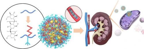 chitosan for kidneys 