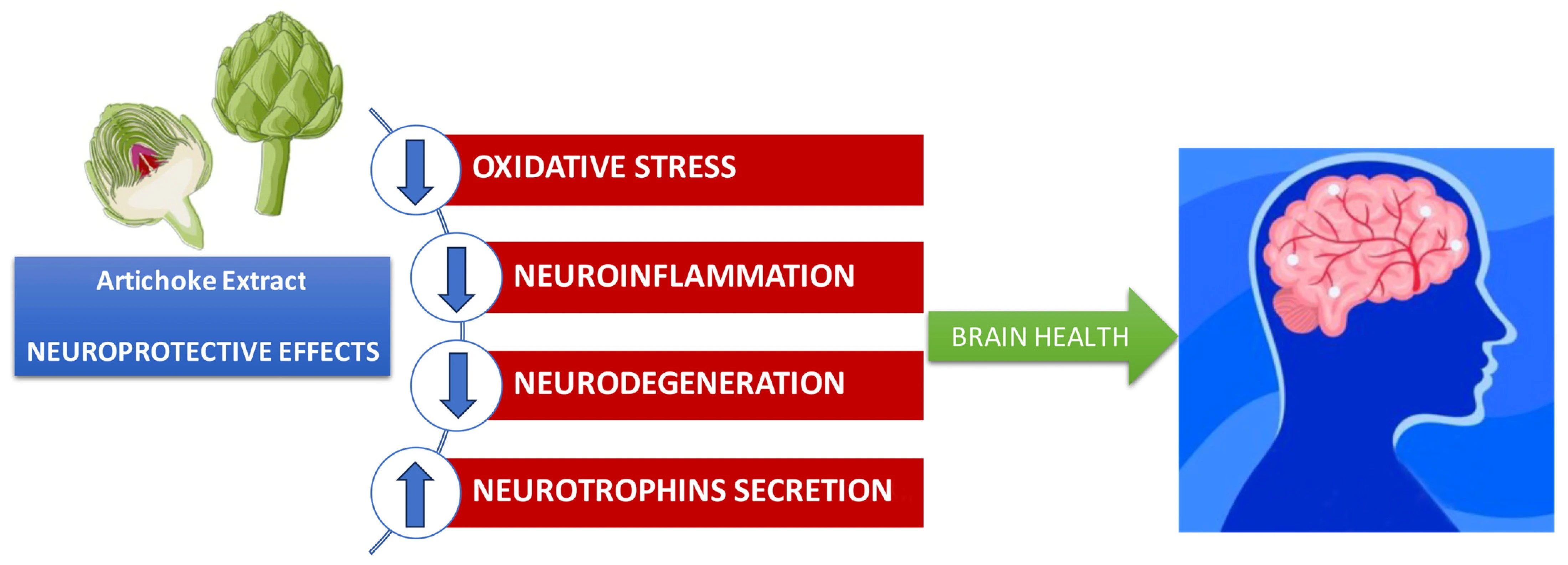 What Does Artichoke Extract Do For You?