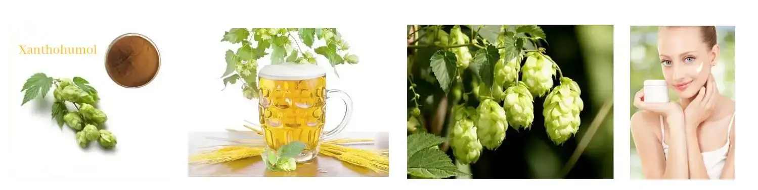 Hops extract skin antioxidant 