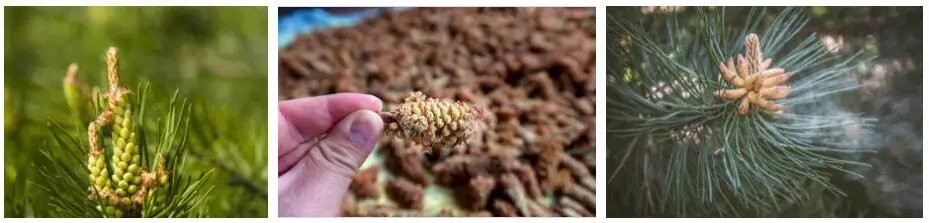 Best pine pollen powder