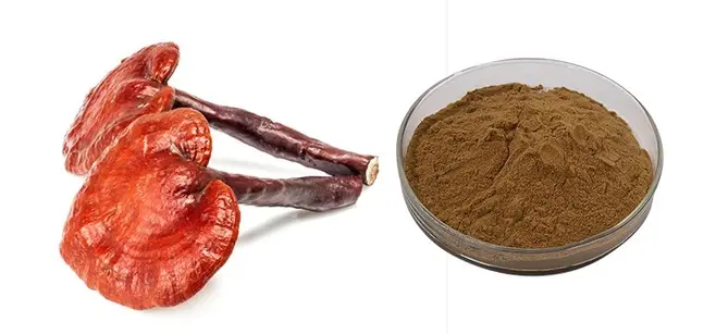 Reishi Mushroom Extract Reishi Mushroom Extract