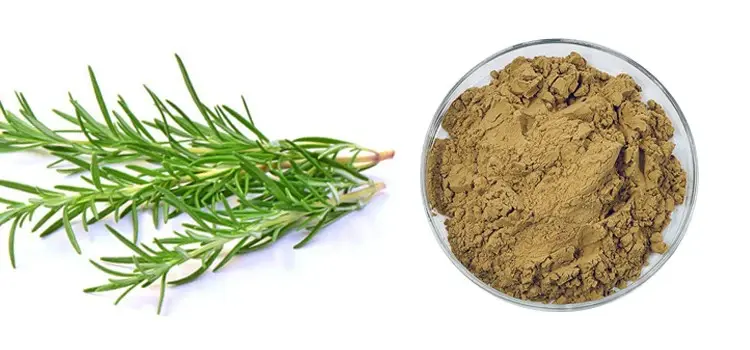 Rosemary Extract Powder