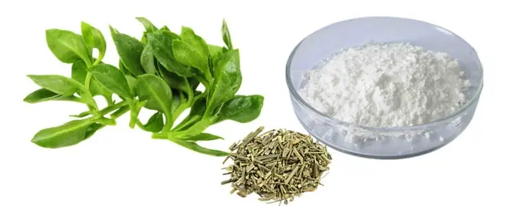 Andrographis extract powder
