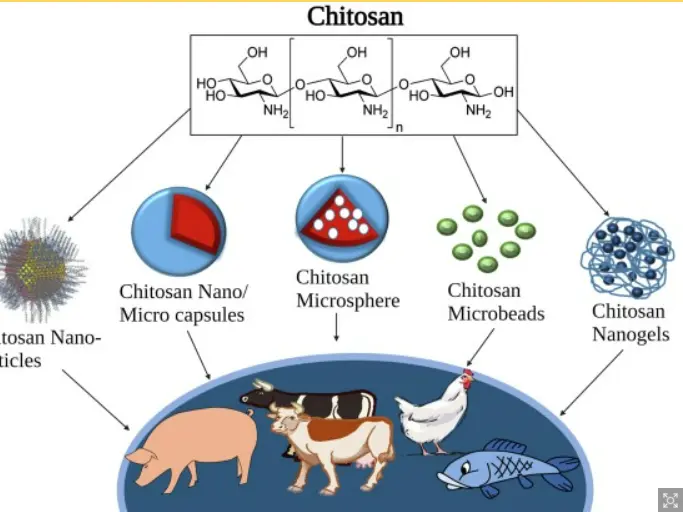 Chitosan for dogs Chitosan for dogs