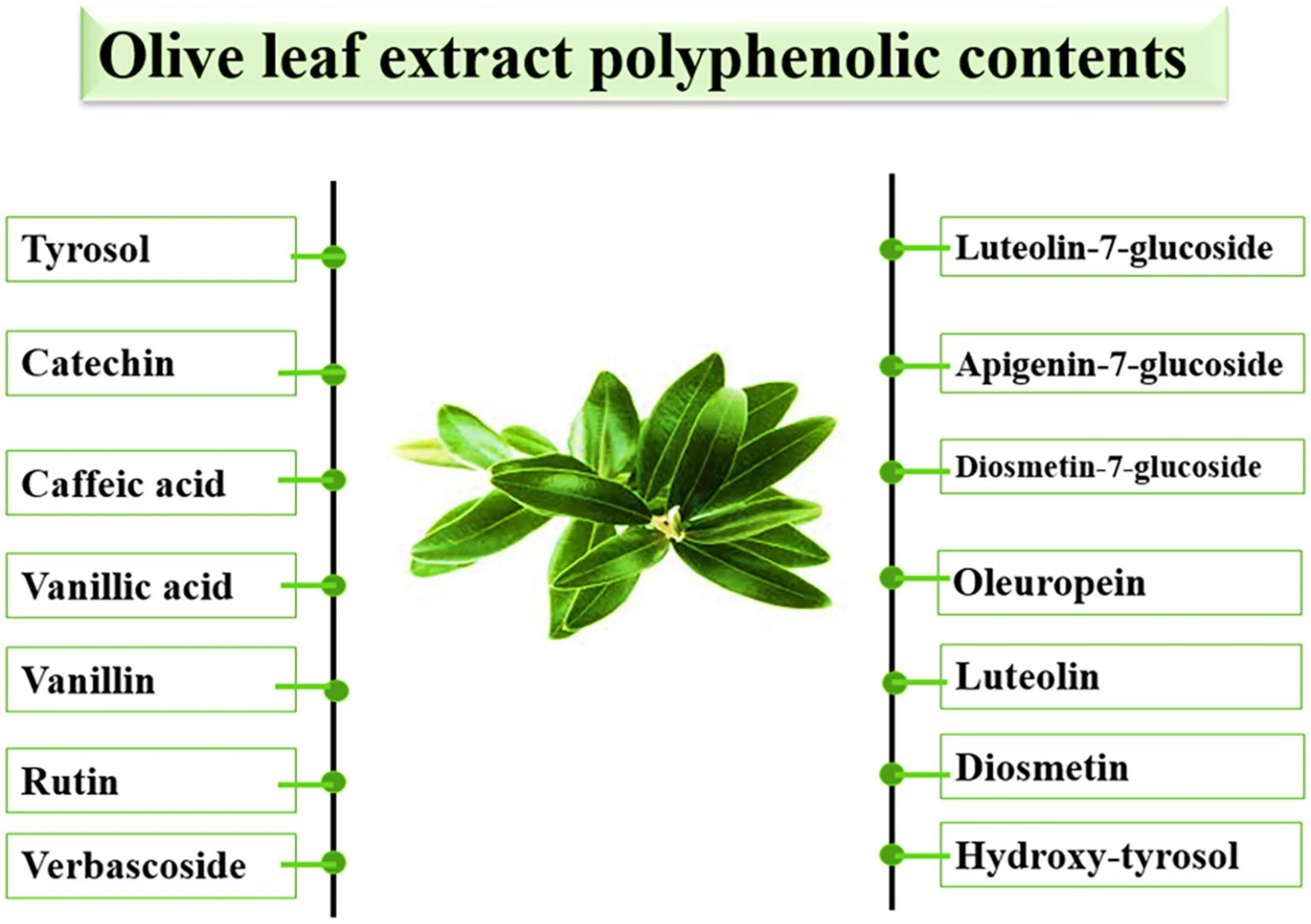 Composition Of Olive Leaf Extract