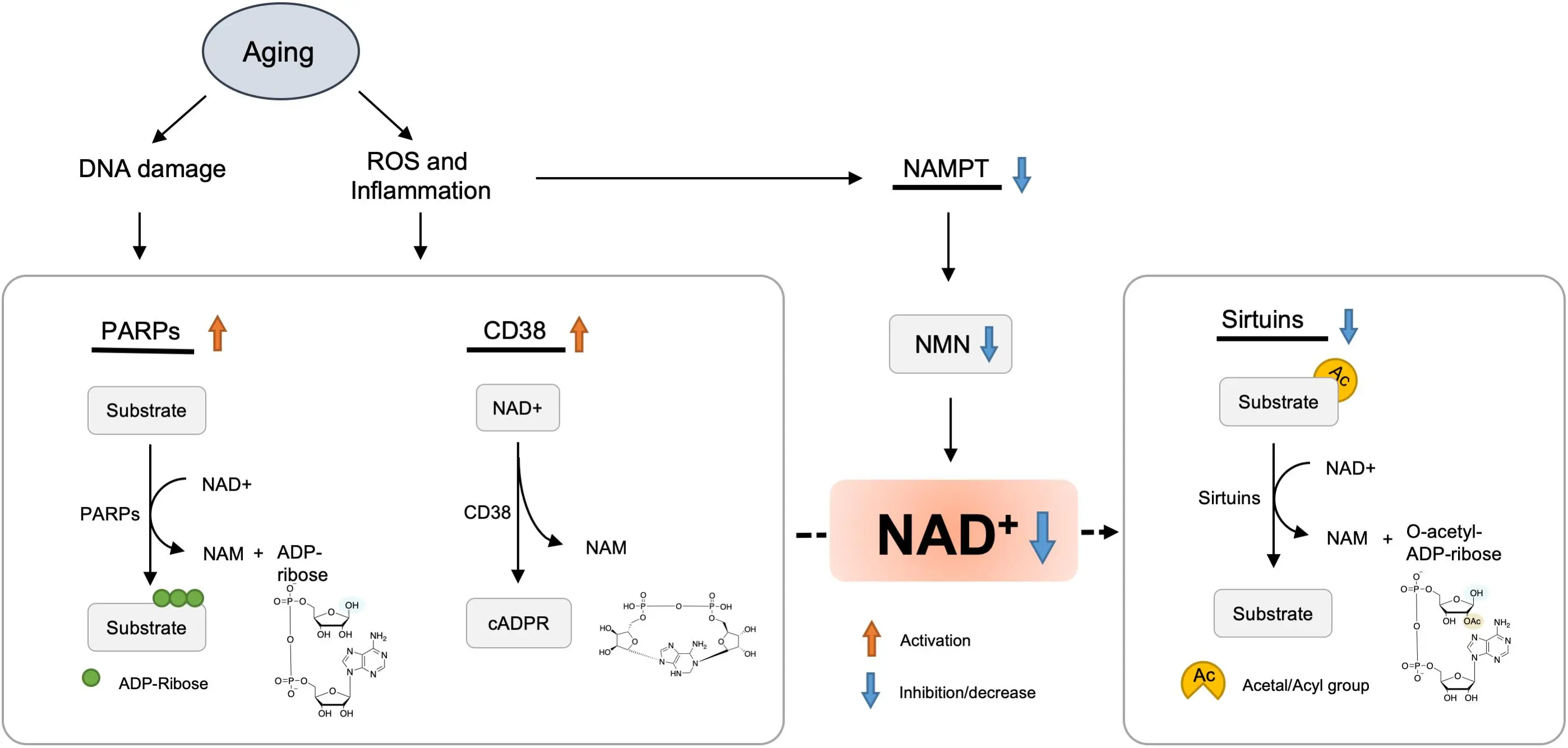 Nicotinamide Mononucleotide Powder Benefits Nicotinamide Mononucleotide Powder Benefits