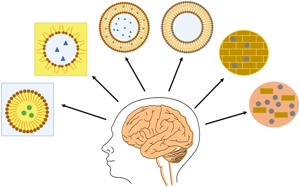 How Does Citicoline Sodium Powder Protect The Brain? How Does Citicoline Sodium Powder Protect The Brain?